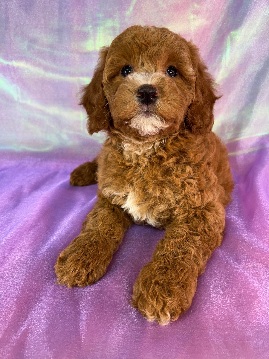 Dark Red Female Mini Goldendoodle DOB 7-20-2026 $1200